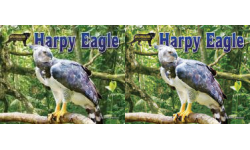 Harpy Eagle: Lawrence, Ellen: 9781642808490: Books 